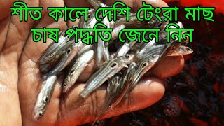 শীত কালে দেশি টেংরা মাছ চাষ পদ্ধতি ও পোনা সংগ্রহ জেনে নিন 01721291178