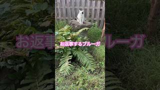 ネコと子ネコとおじさん　お返事する朝帰りブルーガ‼️ #shorts #cat #cats #猫のいる暮らし #ブルーガ #猫 #猫ミーム #猫動画 #お返事猫 #ねこ