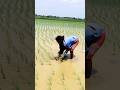 Traditional Paddy Transplanting by Women Farmers #shorts