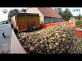 uien rooien onion harvest vers service.nl