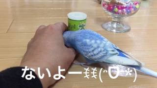 Vol.139『“大好きん”が大好きすぎるインコ』セキセイインコのサクちゃん