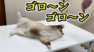 ゴロンしてくれない猫にゴロンゴロンを教える訓練方法🐈ラグドールトレーニング【お座り→お手オカワリ→伏せ→ゴロン】