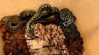 Common Adder (Vipera berus) feeding