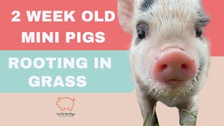 Piglets Rooting in Grass | SATX Pet Pigs