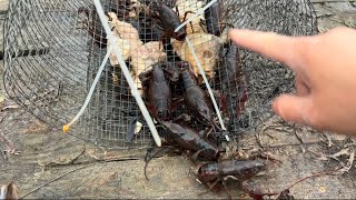 Catch crawfish 🦞 from my pond วิทืเอากุงในอเมริกาน ໃສ່ໄຊເອົາກຸງຢູ່ໝອງຂອ້ຍ