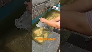 Cara Tebar Benih Ikan Lele. #shortvideo #shorts #fishing