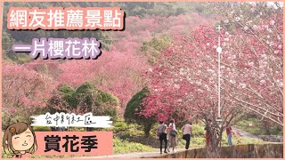 台中櫻花季，遙遠的櫻花林『北天直轄院』，台中賞櫻花推薦地點，附近好停車。