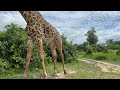 hungry giraffes