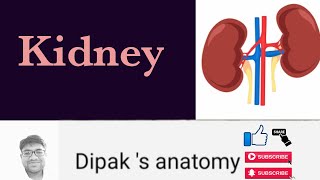 #Anatomy of Kidney