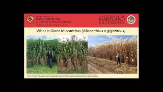 Giant Miscanthus