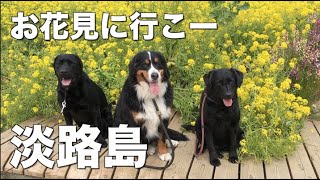 【お出かけ】犬連れ淡路島。お花畑に行ってきたよ