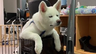 【秋田犬もんたろう #111】「散歩の準備待ち」Akita inu