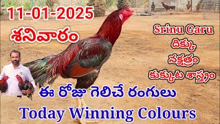 11 January 2025 Today Winning Colours#kukkutasastram  @SrinuGariFarms   @SrinuGaruSGF