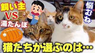 いつも飼い主と一緒に寝てくれる猫たちの前に”湯たんぽ”を設置した結果…