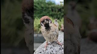 シブイ色んな顔11連！スズメの子 #bird #japanese sparrow