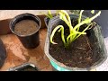 செலவே இல்லாத தோட்டம் simple gardening tips for beginners in tamil usa tamil vlog wow varuni