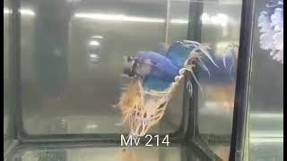 (MV-214) Yellow Mustard Crown Tail Male Betta