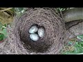 rufous bellied thrush unveiling the secrets of brazil s iconic bird free ebook song bird