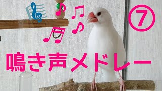 文鳥【鳴き声メドレー7】さえずり、呼び鳴き、甘え鳴き　かわいい鳴き声を集めました　‘’Java sparrow‘’‘’gelatik jawa‘’‘’문조‘’