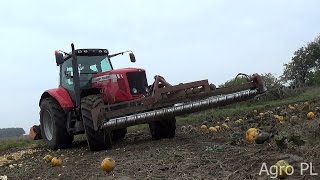 Zbiór Dyni 2016/Terebiń /Nowak/Agro PL