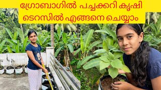 ടെറസിലെ എന്റെ കുട്ടി കൃഷി കണ്ടാലോ | Rooftop Cultivation In Grow Bag | my small terrace garden