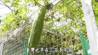 【節氣樂活家】20150626 - 夏至(上)