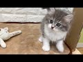 【no.144872　サイベリアン】ペットショップ犬の家＆猫の里豊田店