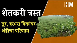 तुर, हरभरा पिकांवर थंडीचा परिणाम; शेतकरी त्रस्त | Wardha Farmer Issues | Crop | Farming Agriculture