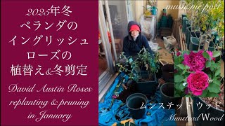 【2025年1月 ベランダのイングリッシュローズの植替え\u0026冬剪定】David Austin Roses replanting \u0026 pruning in January「munsteadwood」