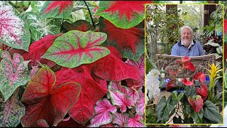 CALADIUM : DE SPLENDIDES PLANTES D’INTÉRIEUR AUX FEUILLES MULTICOLORES. Le Quotidien du Jardin N°332