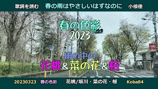 歌詞を読む　小椋佳/春の雨はやさしいはずなのに/六月の雨　春の色彩　花桃・菜の花・桜　20230323　Yoshi10 Koba84　20230323