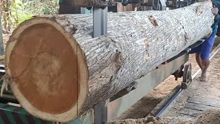 Proses penggergajian kayu jati bahan balok dalam jumlah besar.indonesian teak sawing