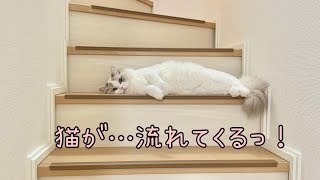 階段から流れ寄る猫#shorts