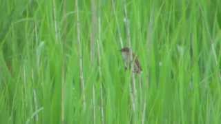 野鳥撮影・ 野鳥動画・幻の鳥「オオセッカ」の鳴き声　Japanese Marsh Warbler