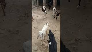 Funny Goat Videos 2023  Hahaha #shorts