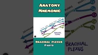 Brachial Plexus : parts - mnemonic | Anatomy, Orthopaedics, Neurology | #shorts