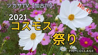 【兵庫県】コスモス加古川　今が見どころ！寄りどころ！の巻