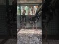 എന്താ ചേല് ഇവരെ കാണാൻ video viral viralvideo animals chicken