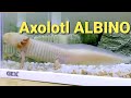 axolotl albino Cá cảnh kỳ nhông _ My Pet DN