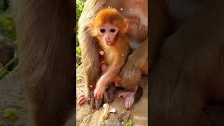Monkeys, Baby monkey videos   BeeLee Monkey Fans #Shorts EP1161