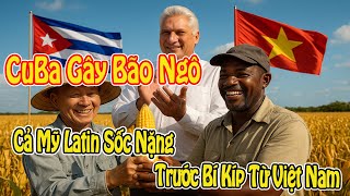 Cuban Corn Surpasses Historic Milestone, FAO Calls Vietnam a Silent Hero!