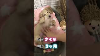 【子犬がやってきた】イエローダックスのさくら