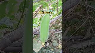 บวบหอม Fragrant zucchini #fruit #food #ผักสวนครัว #พืชผัก