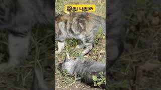 இது புதுசு #Cat #funny #trending #viralvideo #shortvideo