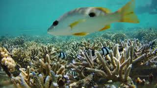 Stream of the day from Fulhadhoo, Maldives on 03 December, 2023