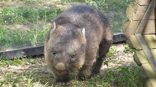 いろんなワインさん 五月山動物園 ウォンバット wombat