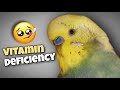 Semua Tentang Kekurangan Vitamin pada Burung