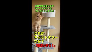 こねこのだいふくにカインズのキャットタワーをプレゼント！#猫#マンチカン#キャットタワー#カインズ