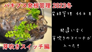 パキプス発根管理 2023冬 芽吹きスイッチ編