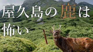 【屋久島登山】ヤクシカに近寄ったら危険だった！宮之浦岳登山中に遭遇したヤクシカが怖すぎる